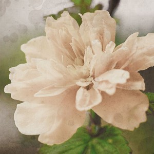 home_flower_gallery9